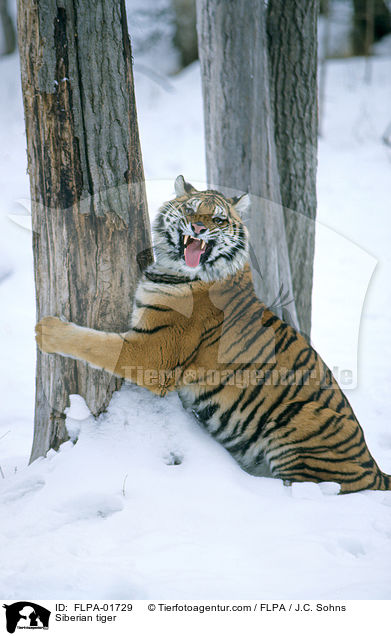 Amurtiger / Siberian tiger / FLPA-01729