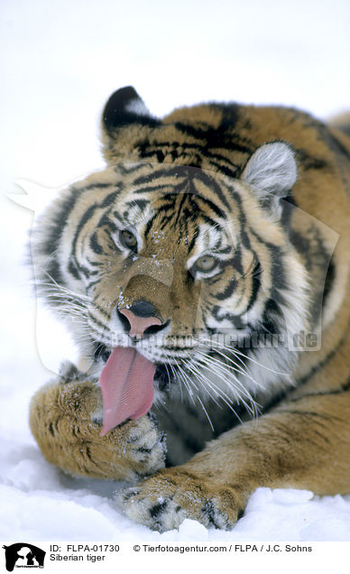 Amurtiger / Siberian tiger / FLPA-01730