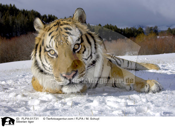 Amurtiger / Siberian tiger / FLPA-01731