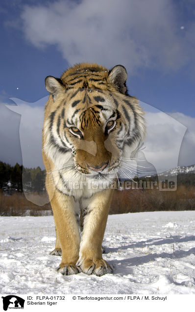 Amurtiger / Siberian tiger / FLPA-01732