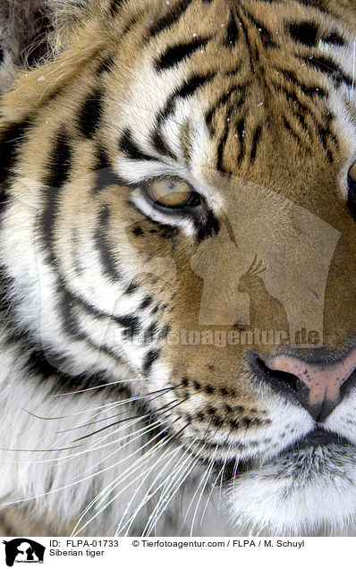Amurtiger / Siberian tiger / FLPA-01733
