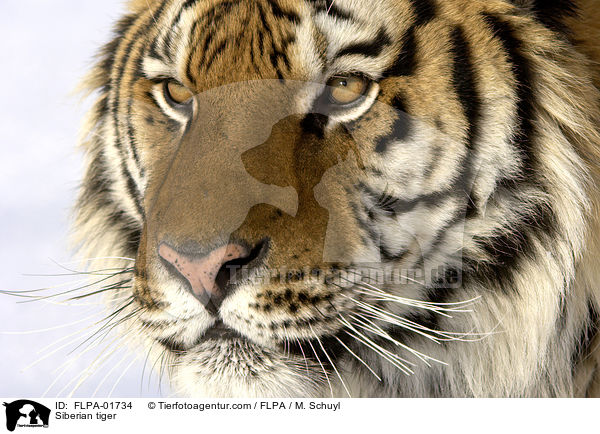 Amurtiger / Siberian tiger / FLPA-01734