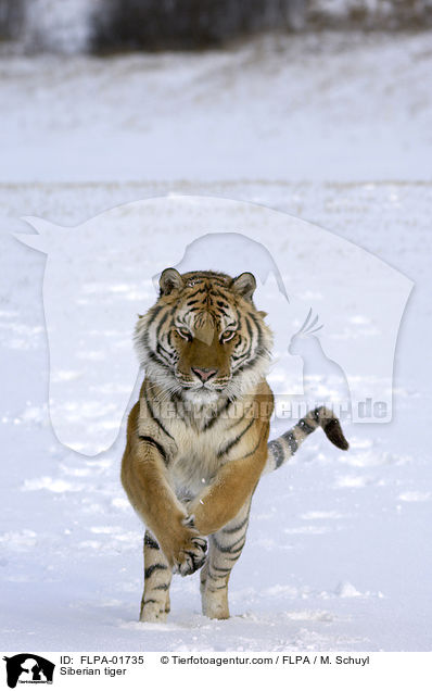 Amurtiger / Siberian tiger / FLPA-01735