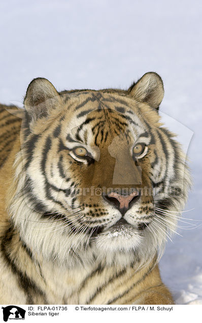 Amurtiger / Siberian tiger / FLPA-01736