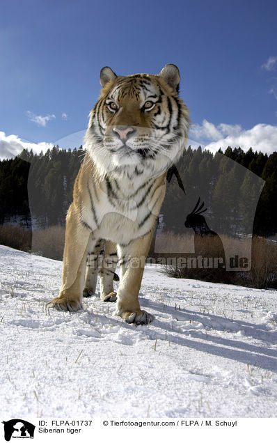 Amurtiger / Siberian tiger / FLPA-01737