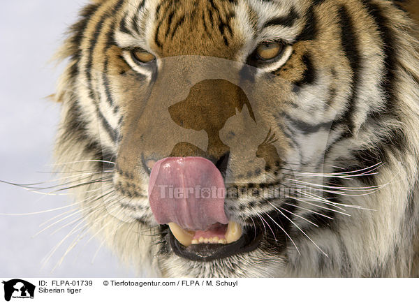 Amurtiger / Siberian tiger / FLPA-01739
