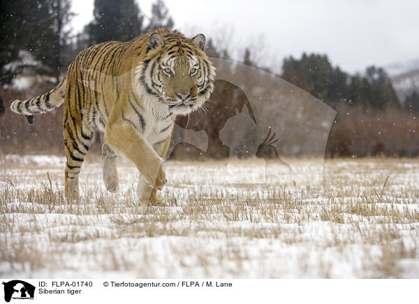 Amurtiger / Siberian tiger / FLPA-01740