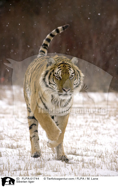 Amurtiger / Siberian tiger / FLPA-01744