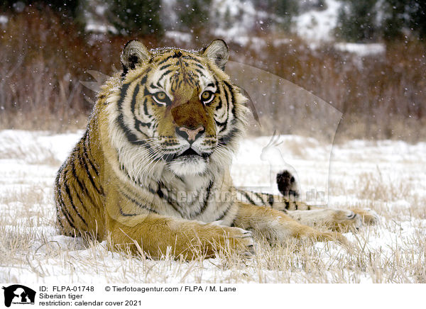 Amurtiger / FLPA-01748
