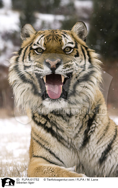 Amurtiger / Siberian tiger / FLPA-01752
