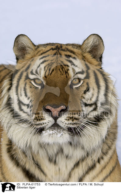 Amurtiger / Siberian tiger / FLPA-01753