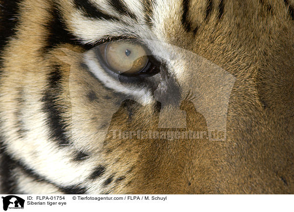 Amurtiger Auge / Siberian tiger eye / FLPA-01754