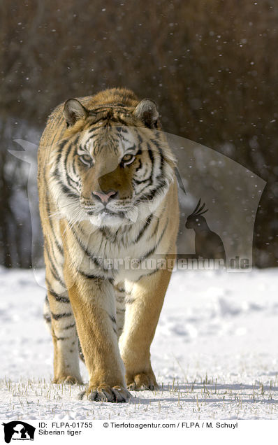 Amurtiger / Siberian tiger / FLPA-01755