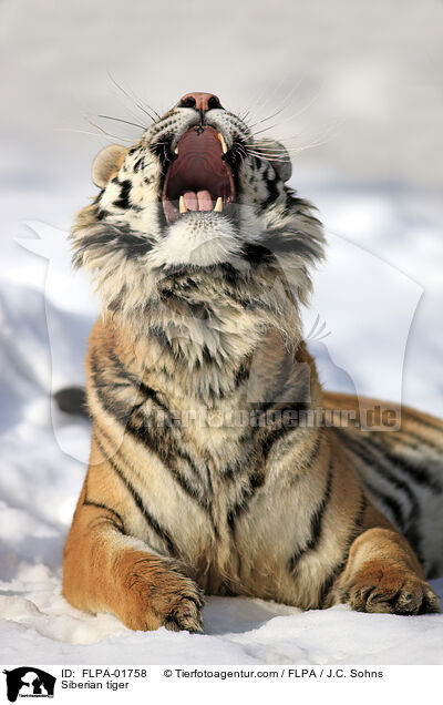 Siberian tiger / FLPA-01758