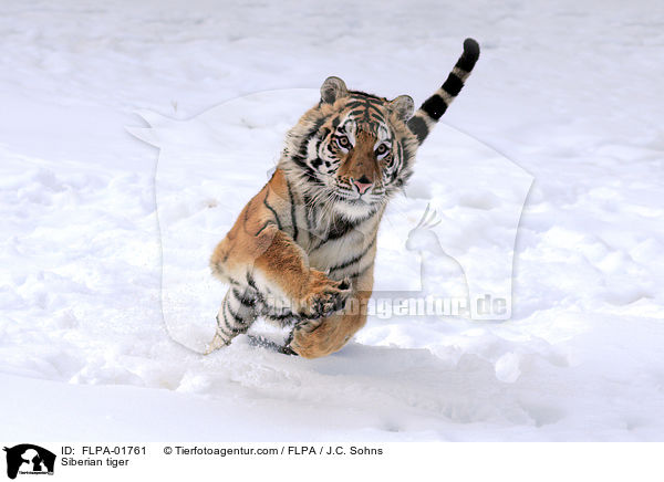 Siberian tiger / FLPA-01761