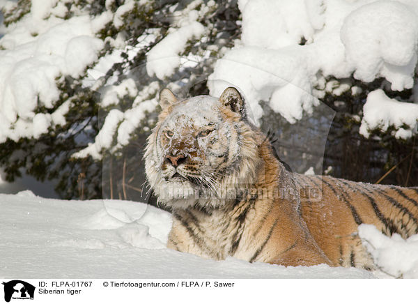 Siberian tiger / FLPA-01767