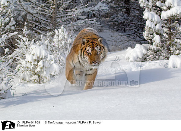 Siberian tiger / FLPA-01768