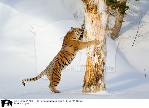 Amurtiger / Siberian tiger / FLPA-01769