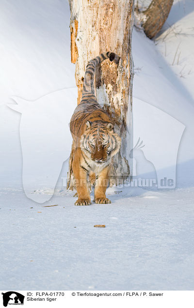 Siberian tiger / FLPA-01770