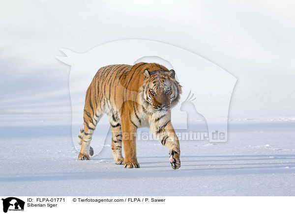 Siberian tiger / FLPA-01771