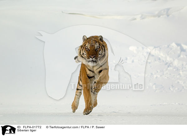 Siberian tiger / FLPA-01772
