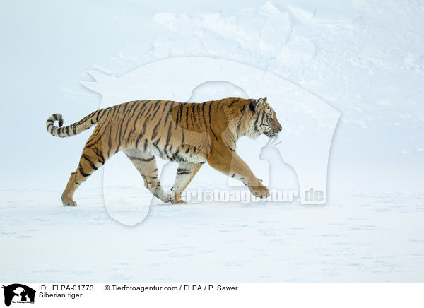 Siberian tiger / FLPA-01773