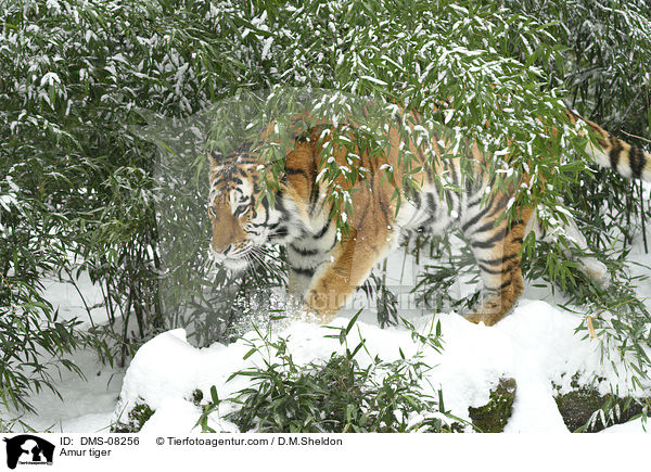 Amur tiger / DMS-08256