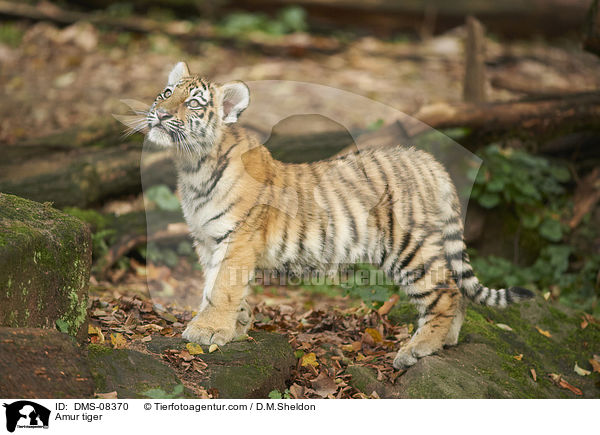 Amur tiger / DMS-08370