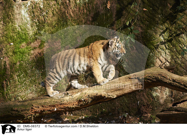 Amur tiger / DMS-08372