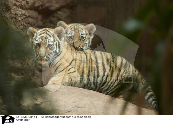 Amur tiger / DMS-08461