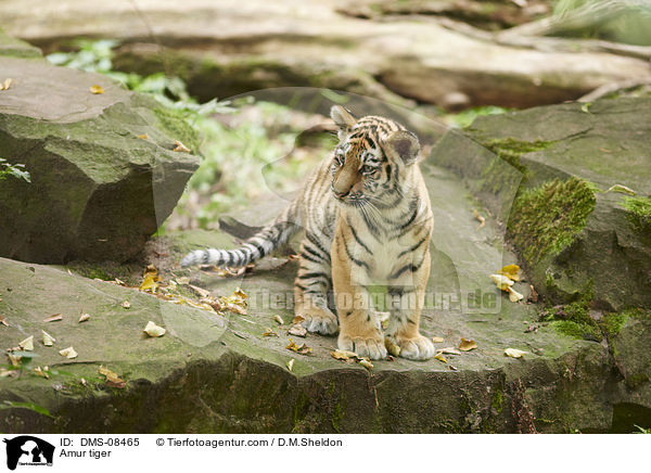 Amur tiger / DMS-08465