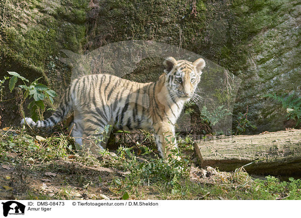 Amur tiger / DMS-08473