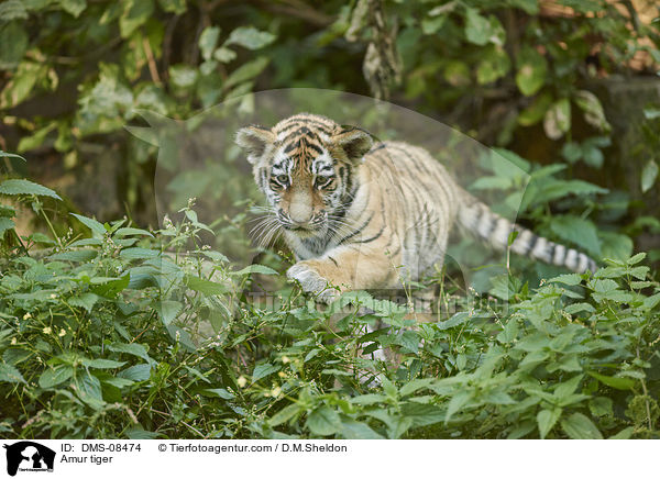Amur tiger / DMS-08474
