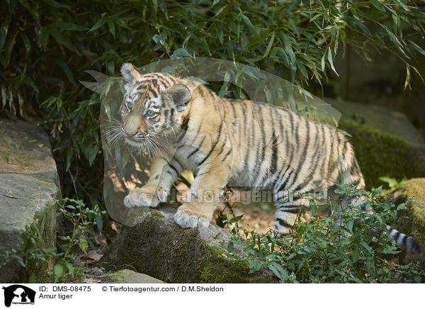 Amur tiger / DMS-08475