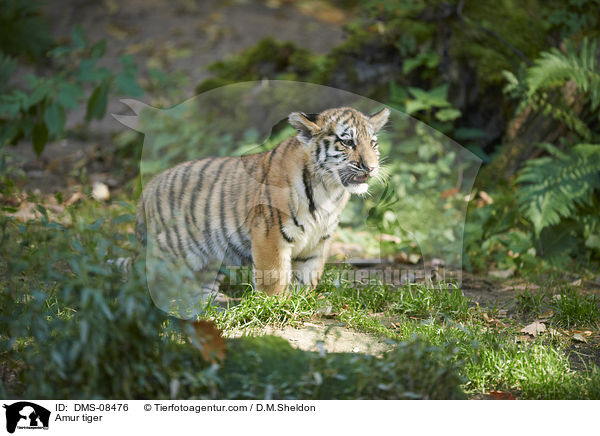 Amur tiger / DMS-08476