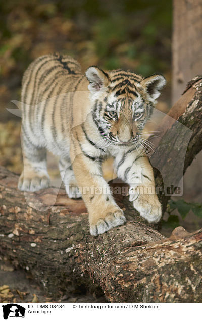 Amur tiger / DMS-08484
