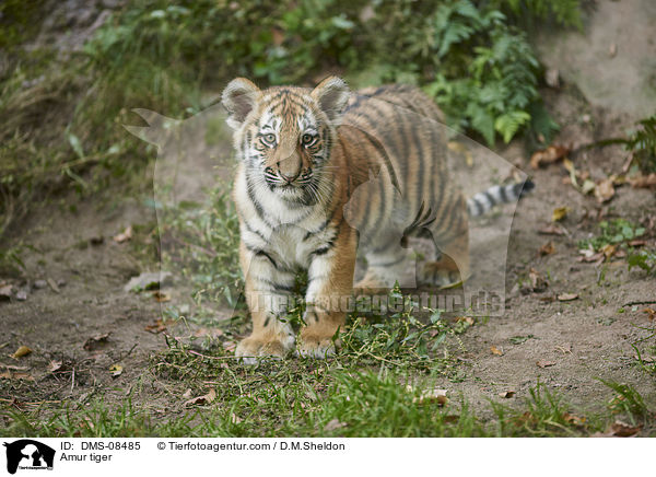 Amur tiger / DMS-08485