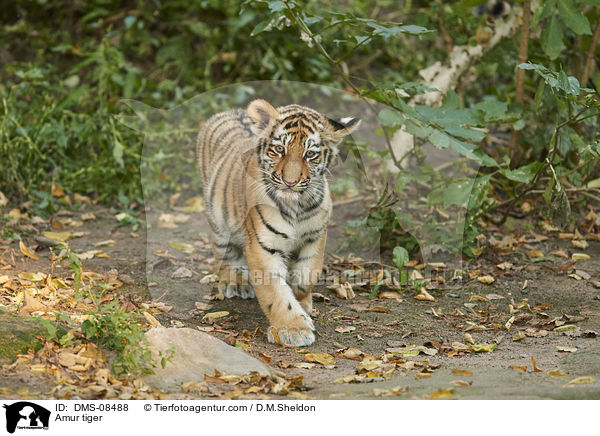 Amur tiger / DMS-08488