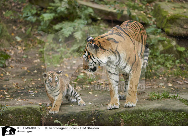 Amurtiger / Amur tiger / DMS-08489
