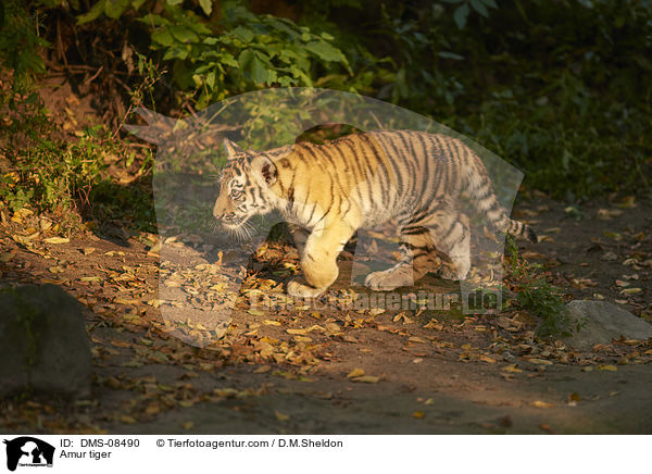 Amurtiger / Amur tiger / DMS-08490