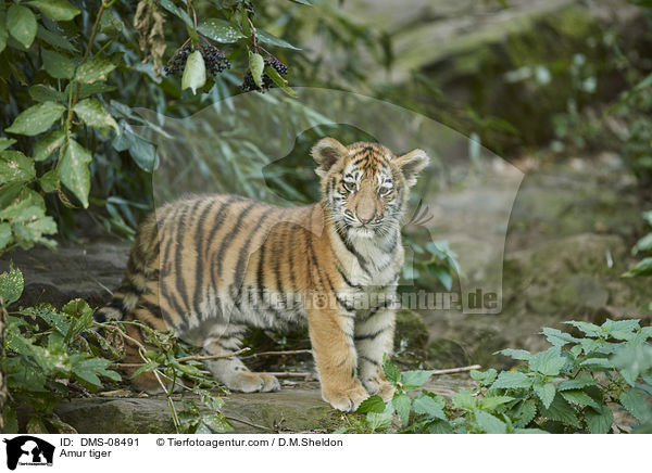 Amur tiger / DMS-08491