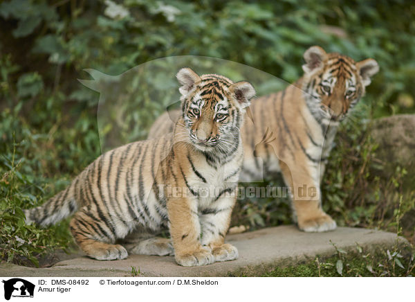 Amur tiger / DMS-08492