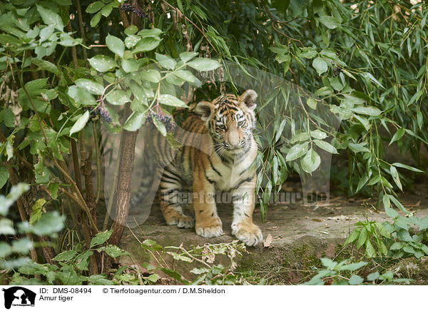 Amur tiger / DMS-08494