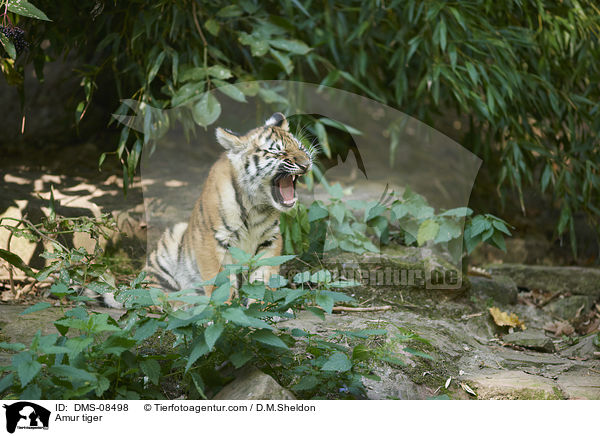 Amurtiger / Amur tiger / DMS-08498
