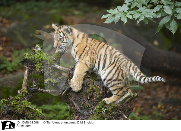 Amurtiger / Amur tiger / DMS-08508