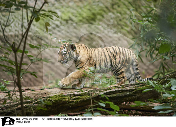Amurtiger / Amur tiger / DMS-08568