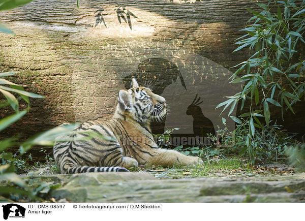 Amurtiger / Amur tiger / DMS-08597