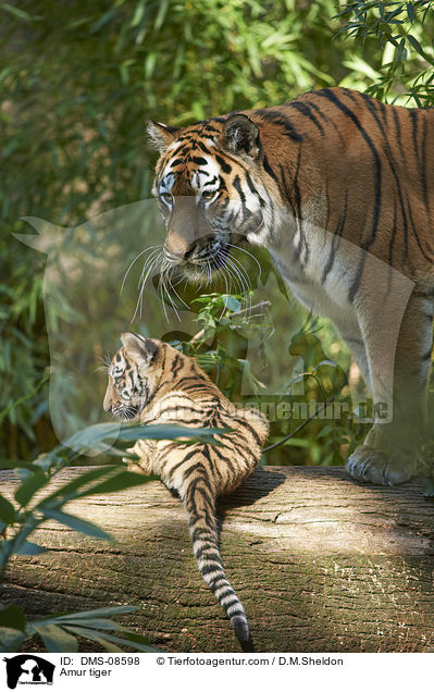 Amurtiger / Amur tiger / DMS-08598
