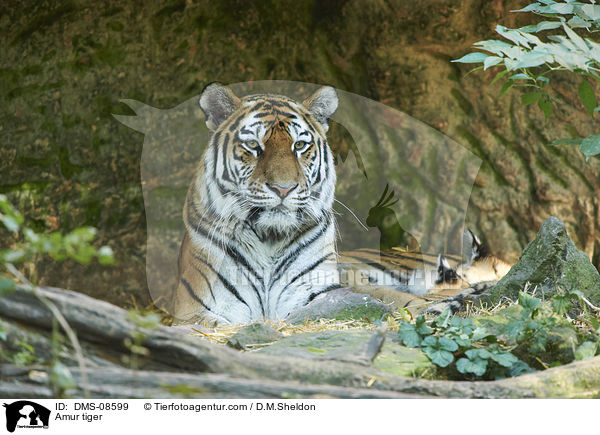 Amur tiger / DMS-08599