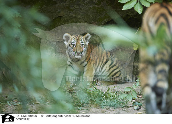 Amurtiger / Amur tiger / DMS-08606
